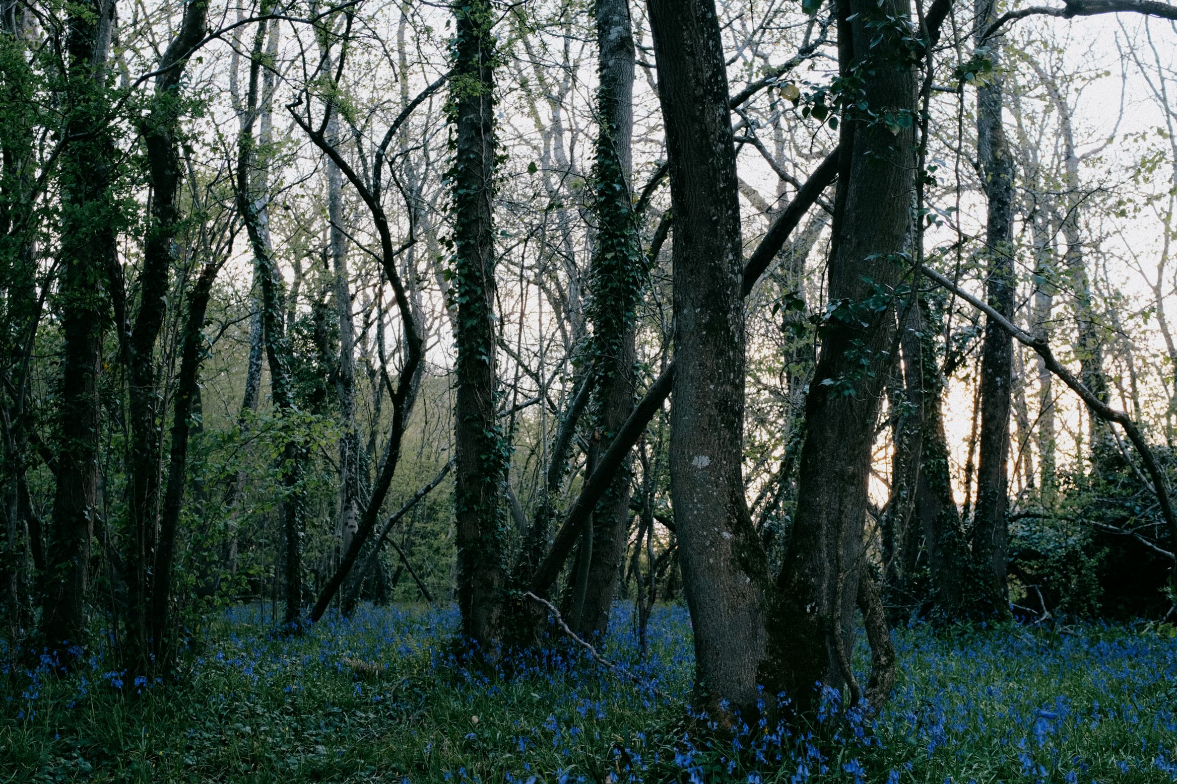 Bluebells under bare trees, last light coming through the wood