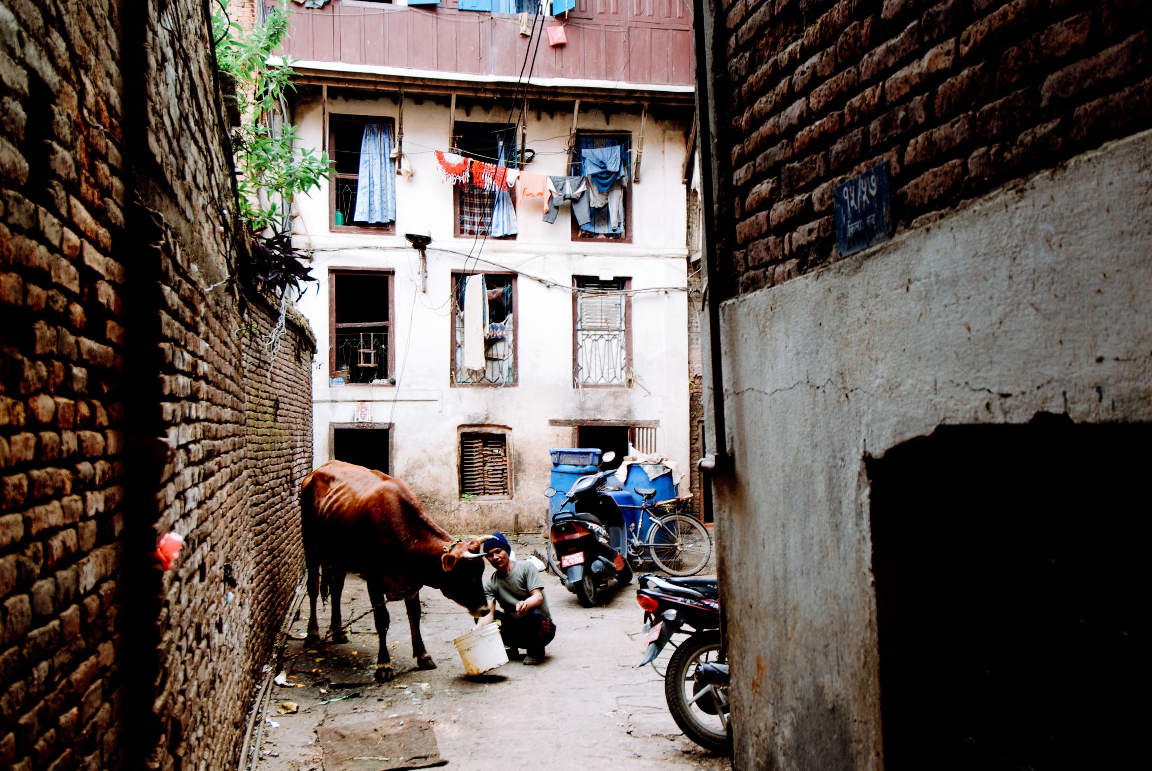 A narrow brick alley with washing hung from the windows, a cow standing while someone crouches beside it