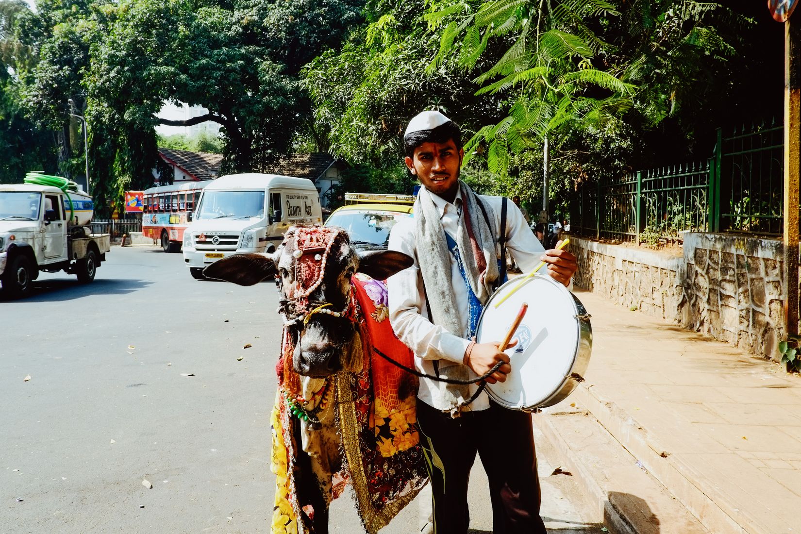 A drummer in a white jacket on a roadside beside his decorated bull, both looking straight into the camera
