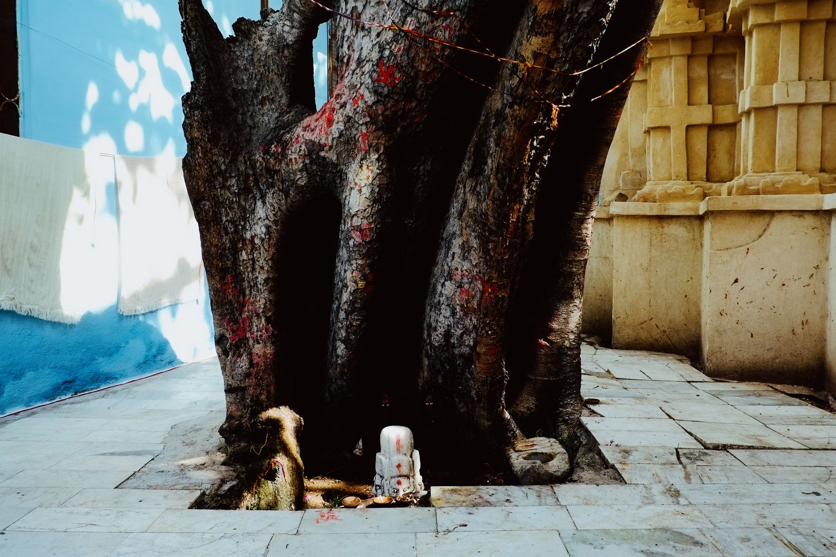 The base of an old tree growing through the paving, trunk smeared with red pigment, a small white shrine tucked into its roots