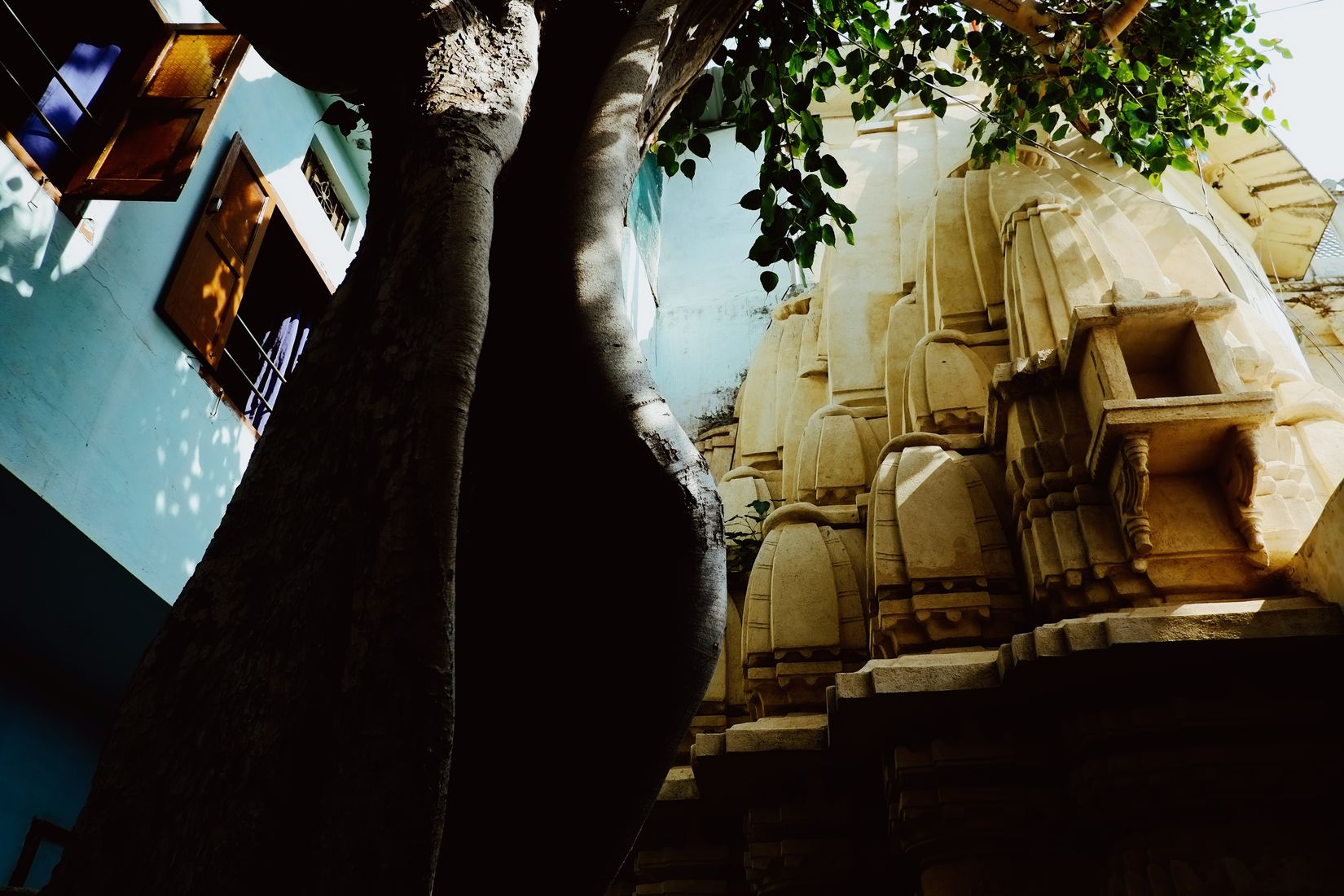 Looking up the same trunk to a carved sandstone temple spire against a blue-painted wall