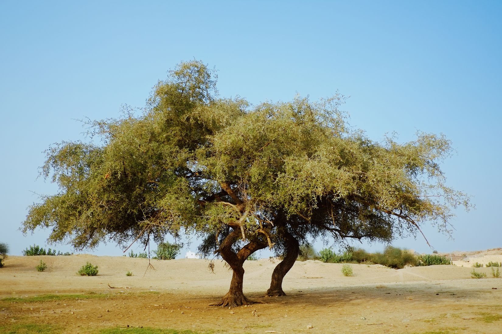 A single wide-crowned thorn tree standing alone on pale sand under a hard blue sky