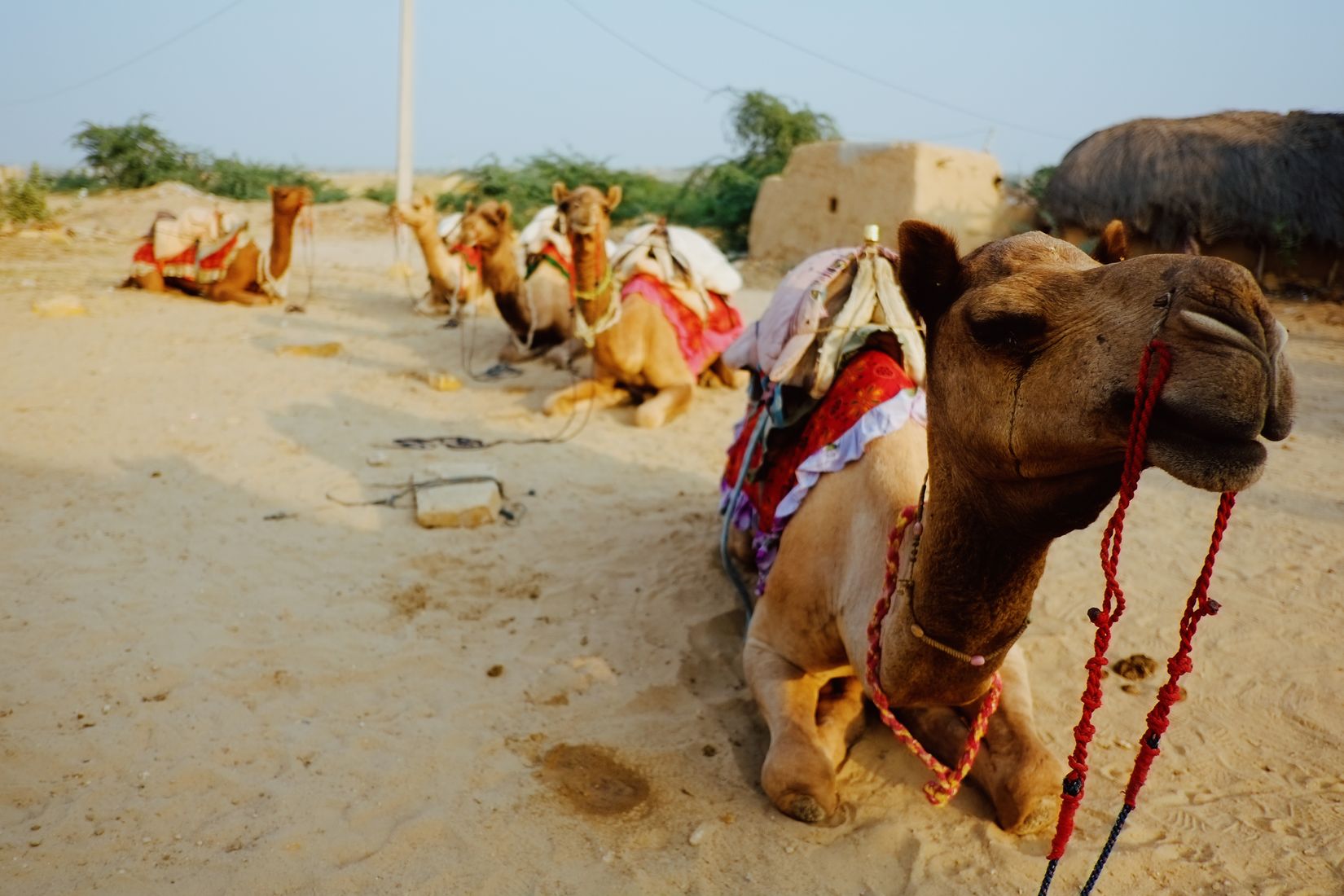 Camels sitting in the sand in their red and white saddle blankets, the nearest one looking off to the right