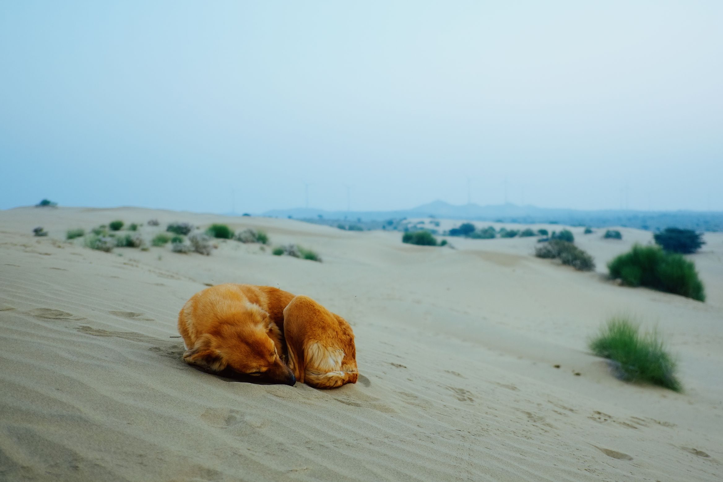 A ginger dog curled asleep on a dune in the cold blue light before sunrise