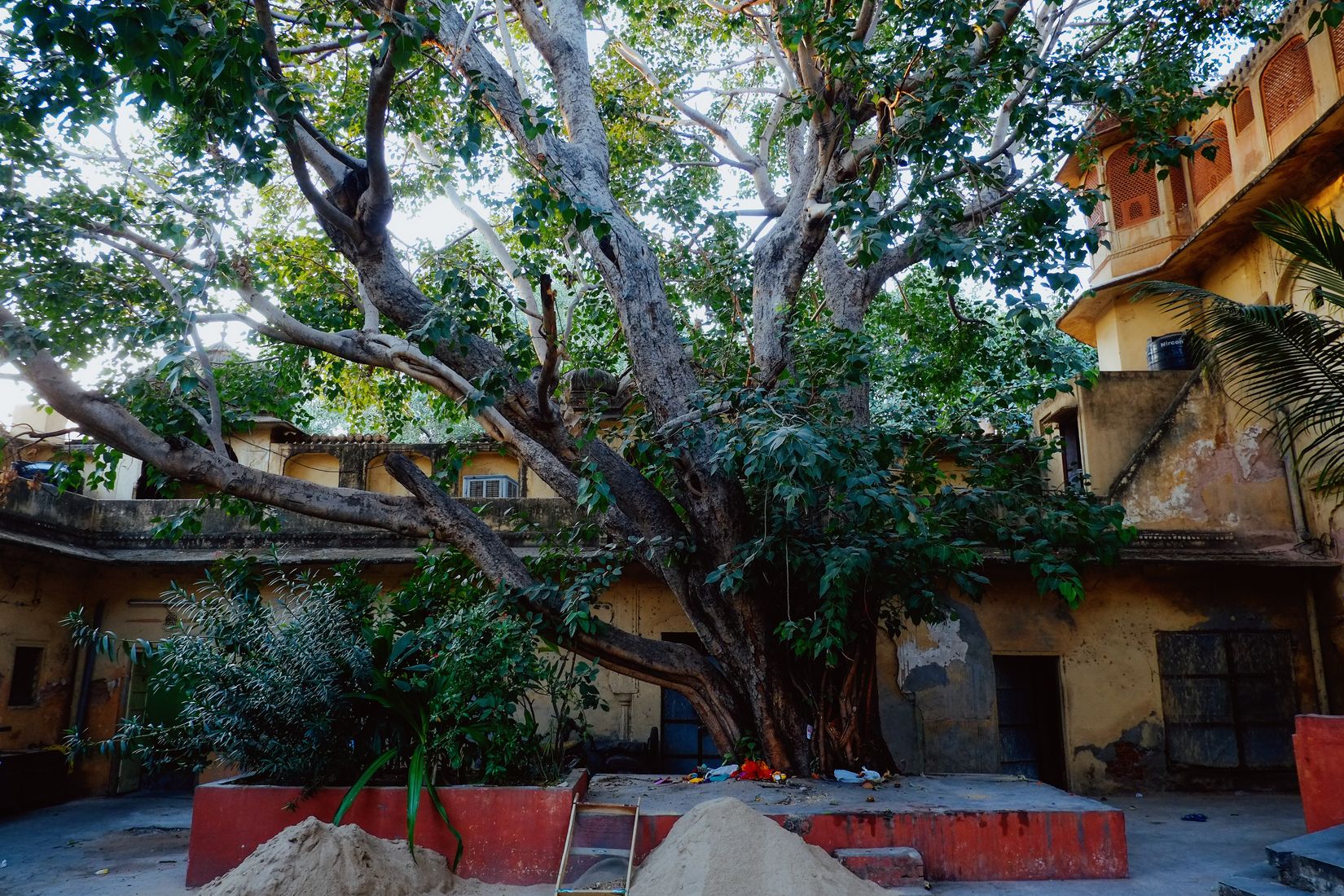 A huge spreading tree filling a run-down courtyard, ochre buildings on three sides, sand piled in the beds below