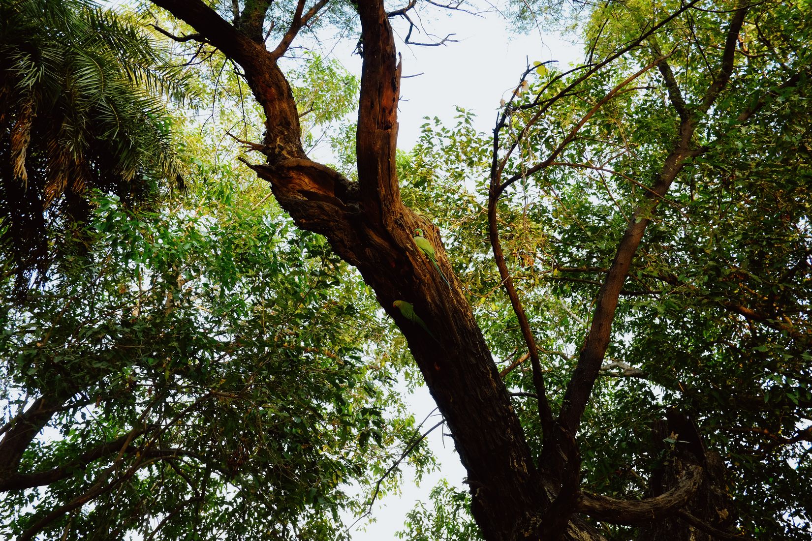 Looking up into a big leaning tree, a green parakeet just visible on the trunk