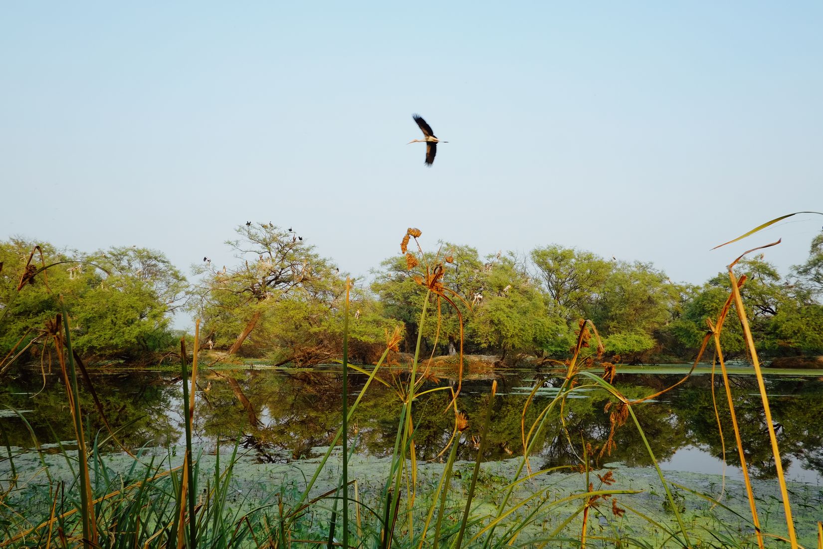A stork flying low over still wetland, reeds in the foreground and nesting trees along the far bank