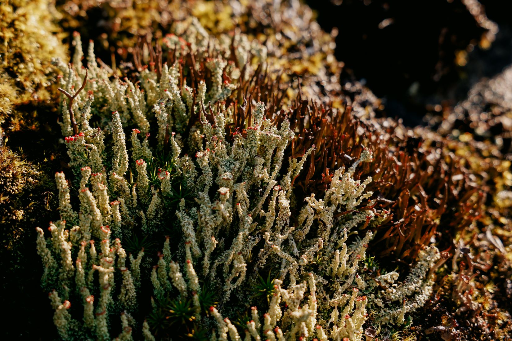 Close on a cushion of pale reindeer lichen tipped with red, growing over a mossy rock