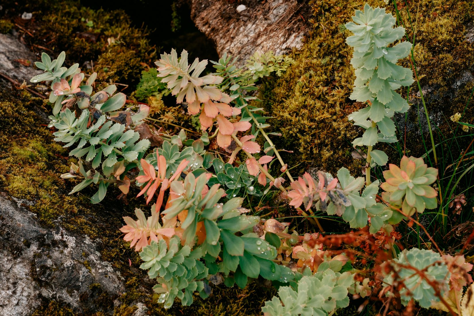 Roseroot turning pink and green across a mossy boulder, the leaves beaded with rain