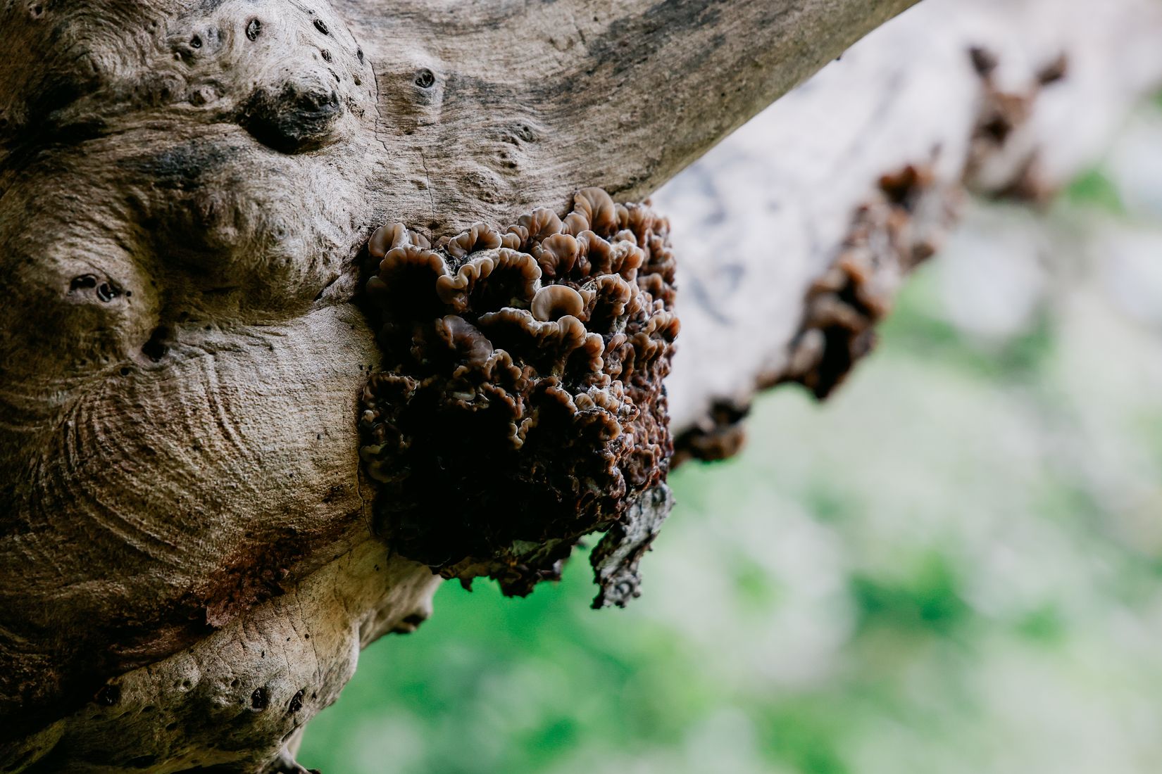 A dense clump of small brown fungi bursting from the underside of a bare grey branch