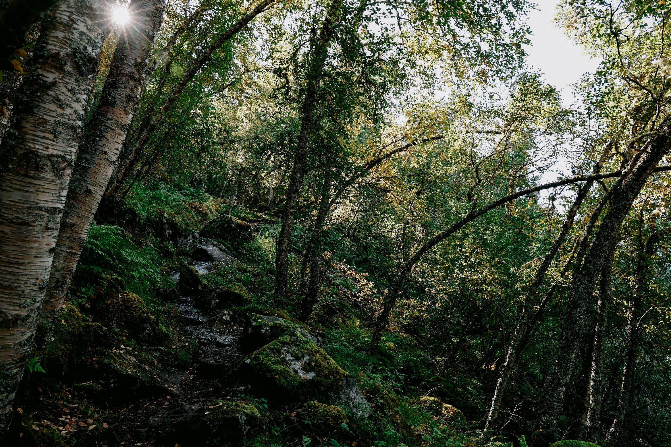 Sun flaring through birch trunks above a mossy stone path climbing through the wood