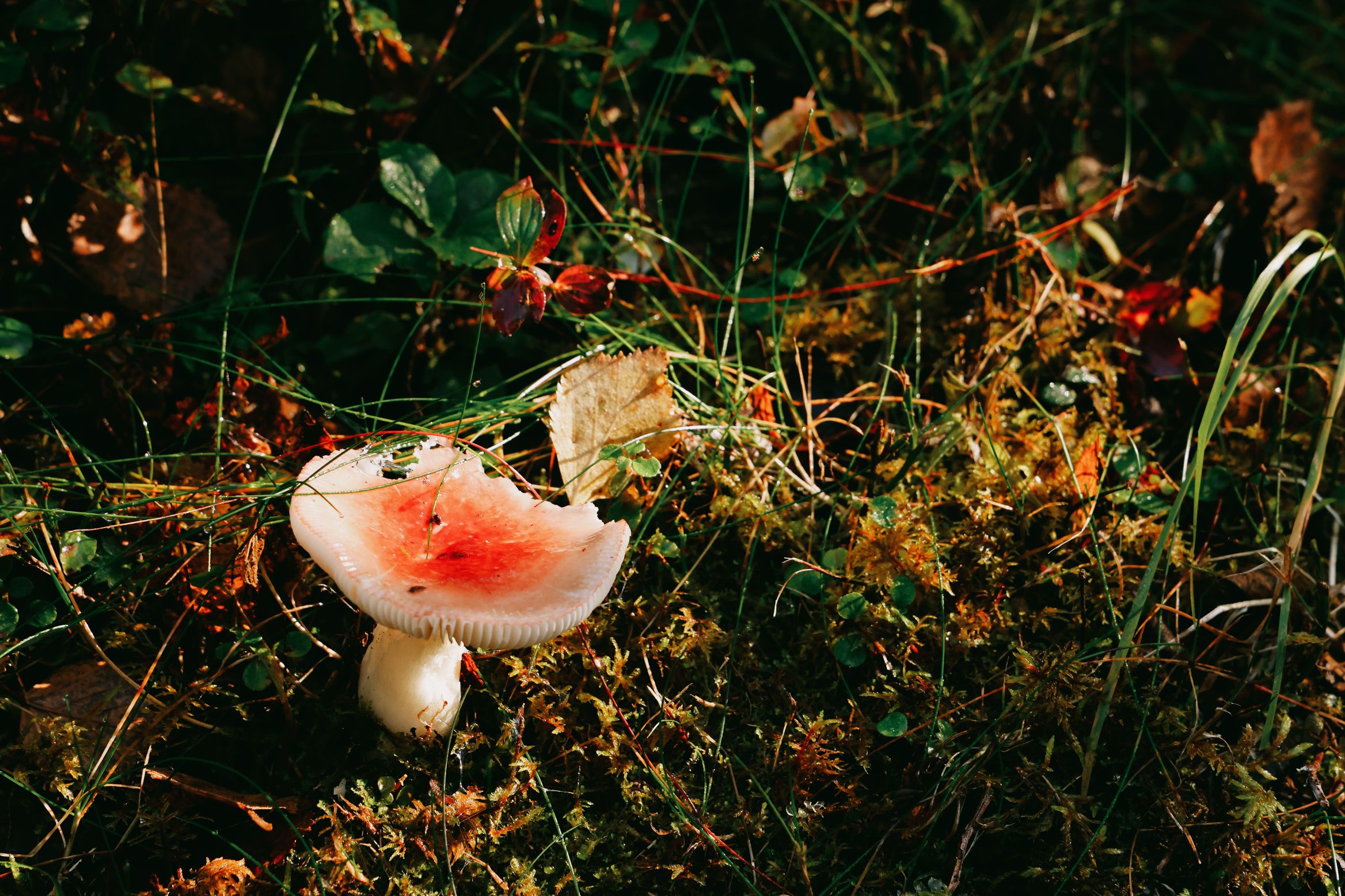 A single red-capped russula standing in moss and fallen birch leaves