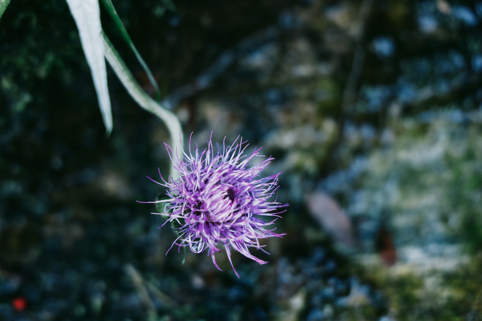 One purple melancholy thistle head in sharp focus against a blurred stone wall