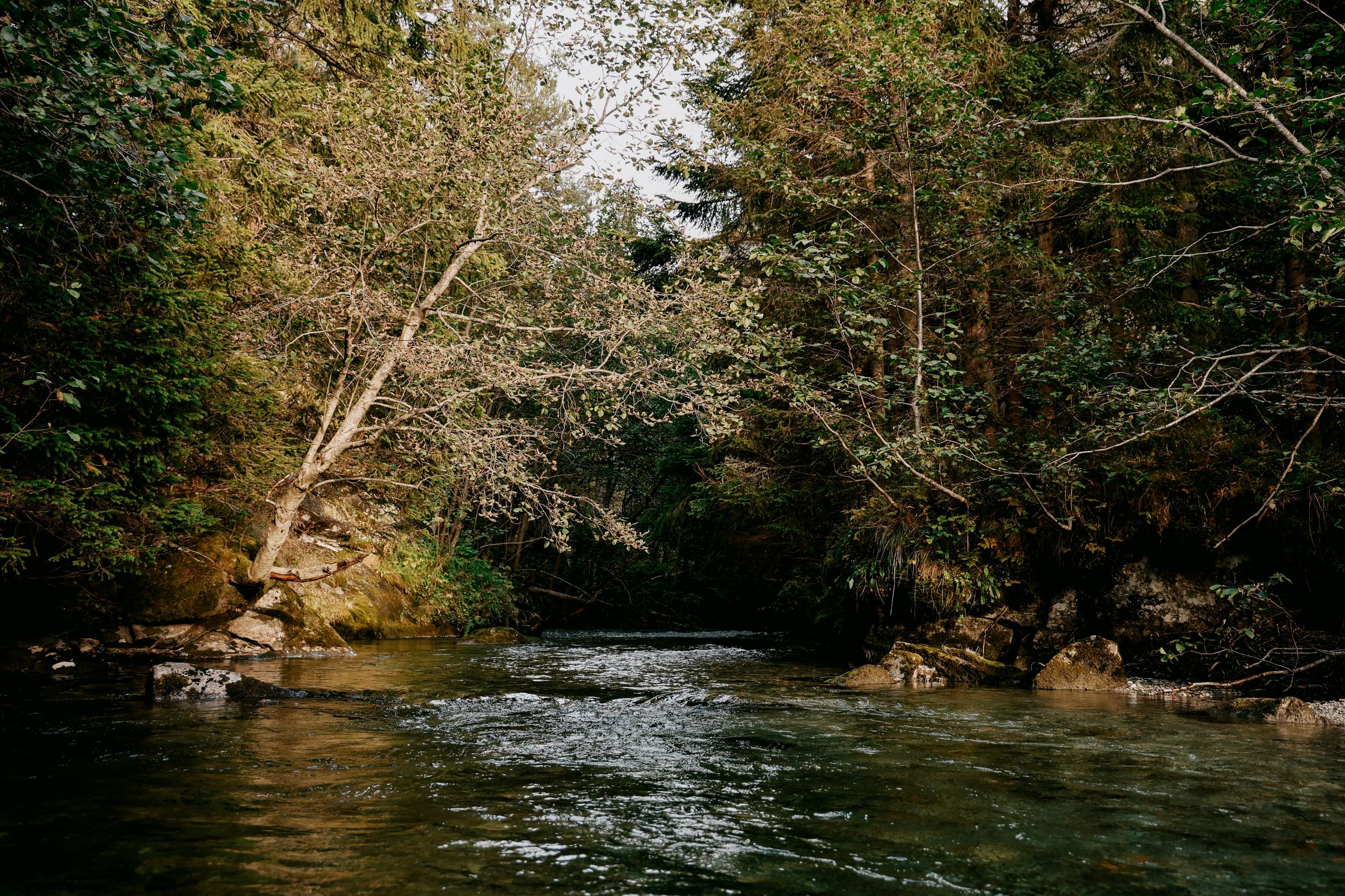 A slow green river under overhanging trees, the banks thick with late summer leaf