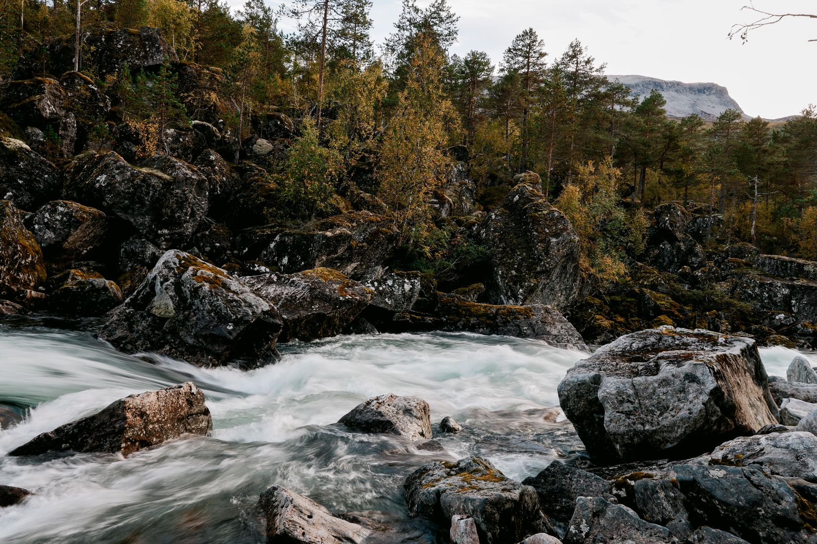 The same river smoothed to milk below a rocky bank of pines and yellowing birch