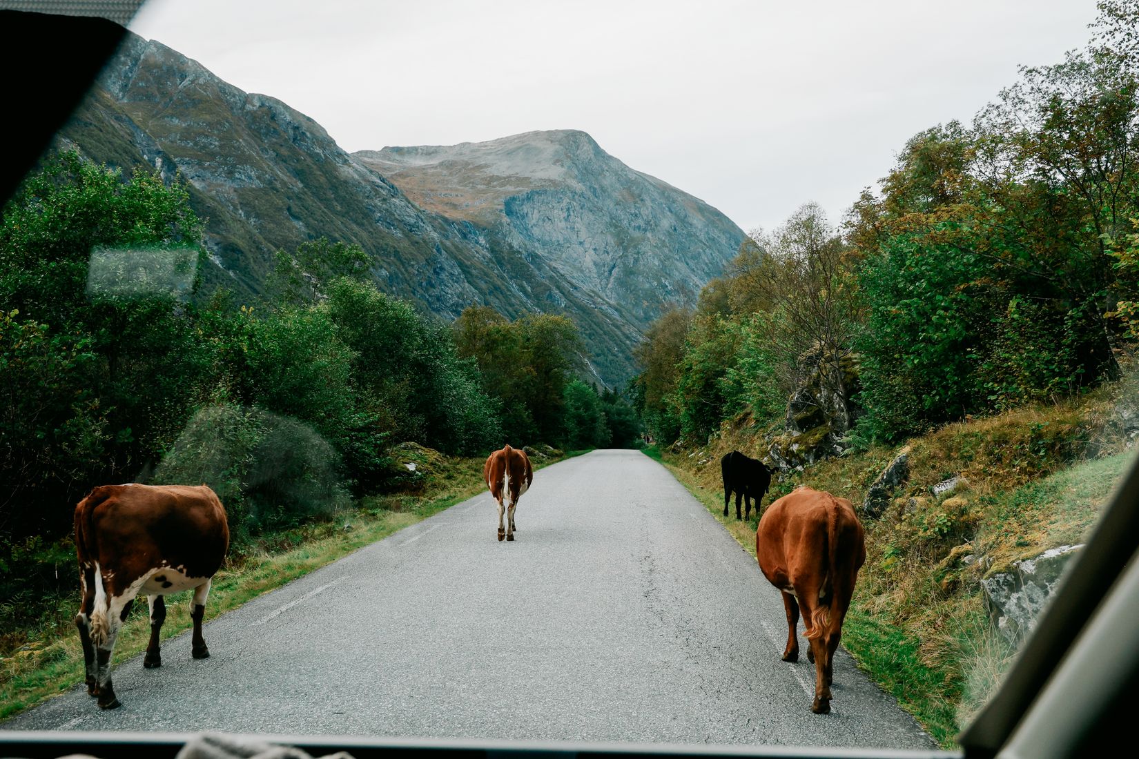Through the windscreen: four cows ambling down the middle of an empty single-track road