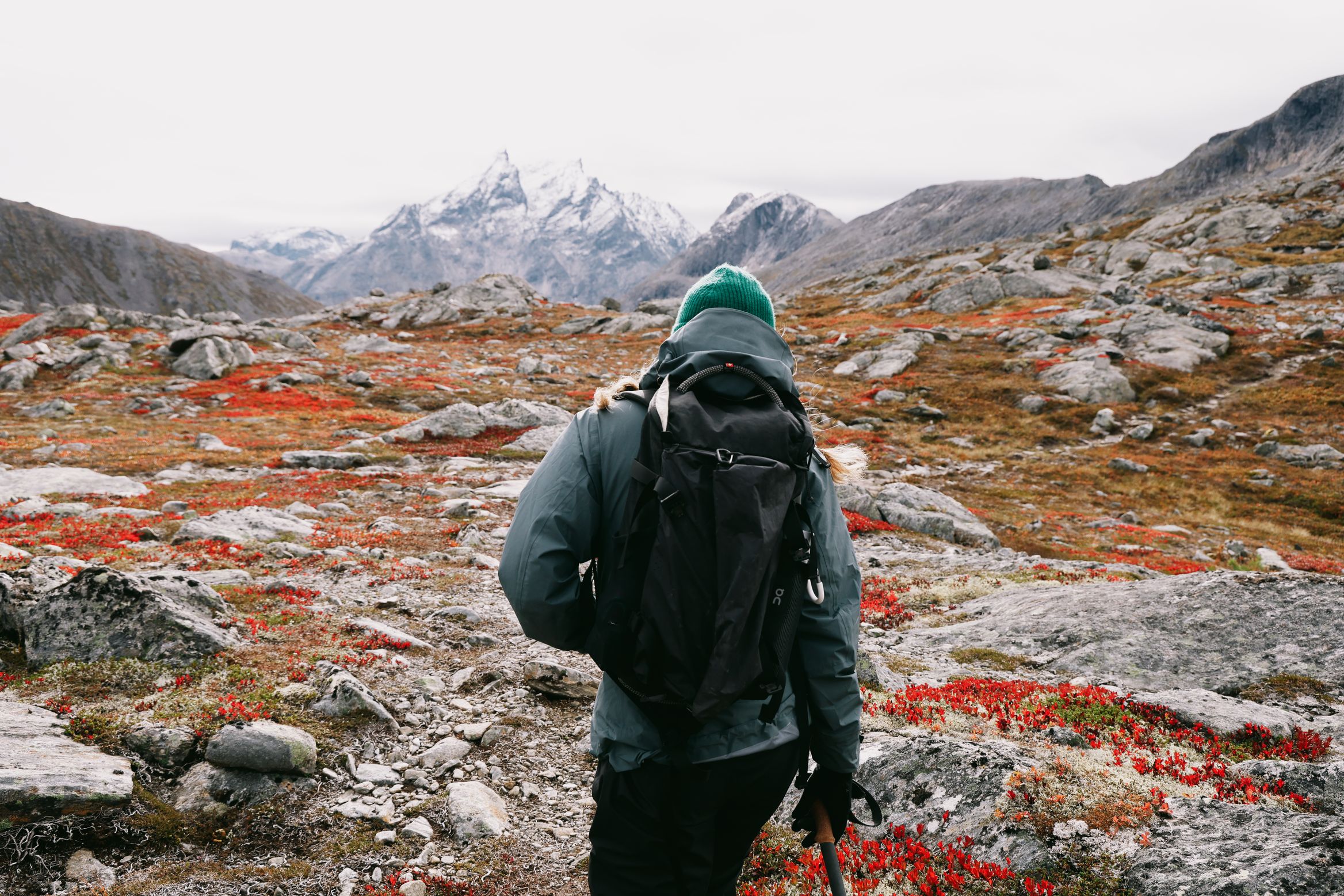 A walker in a green hat and grey jacket crossing red crowberry heath towards the snowy peaks ahead