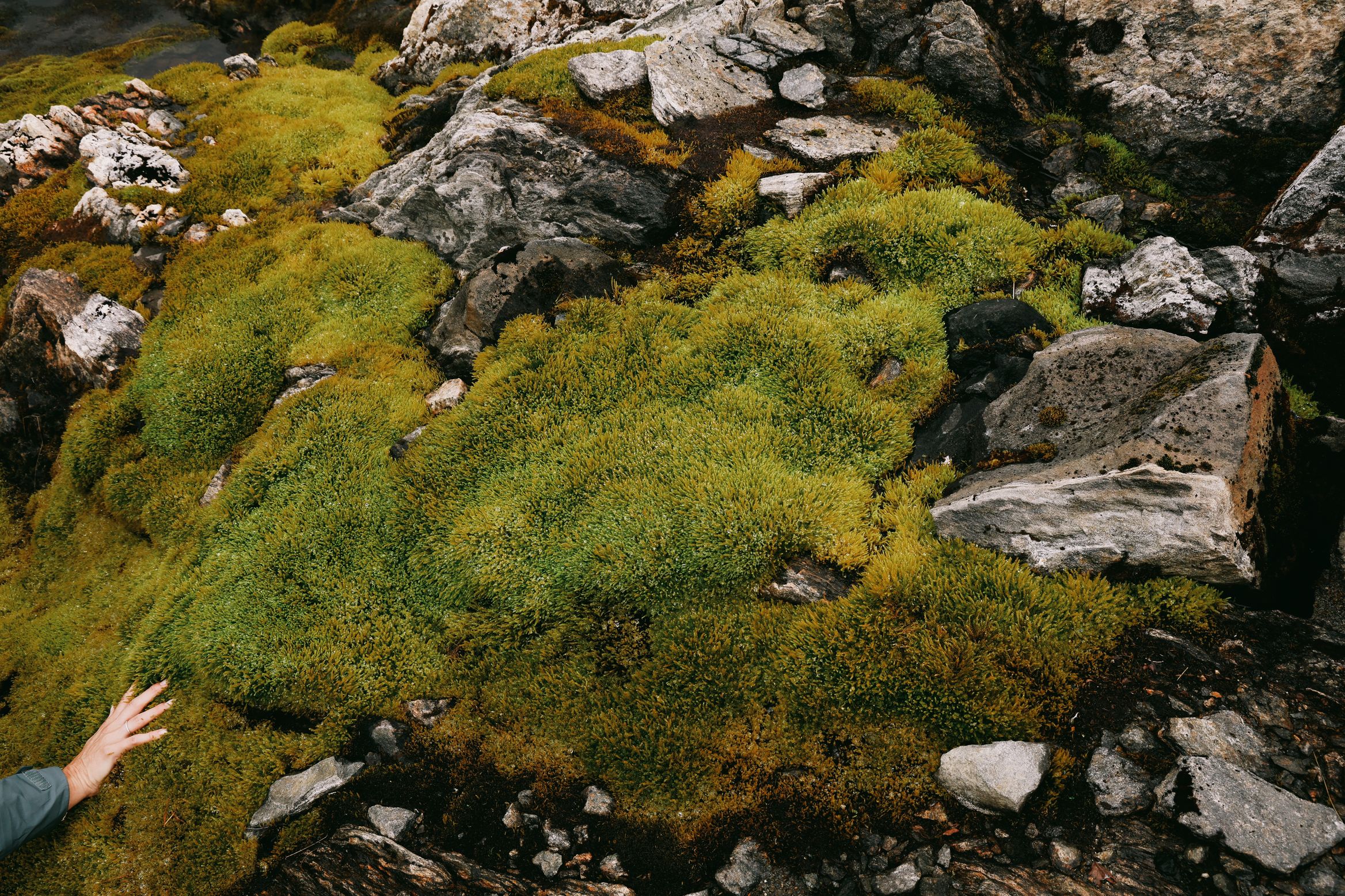 A hand reaching into the frame to touch a deep bed of yellow-green moss between boulders