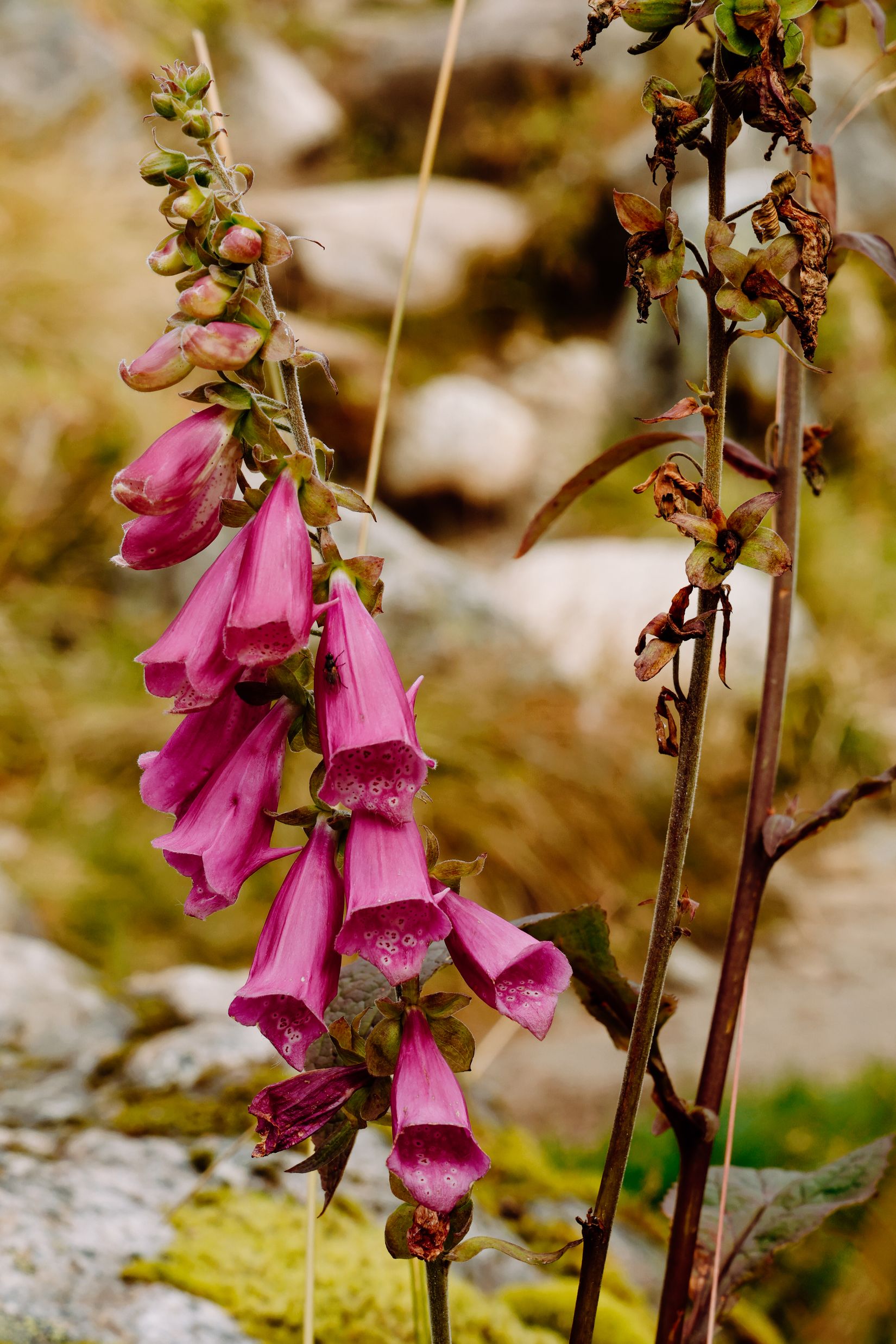 A spike of pink foxglove still in flower beside a stony stream bed