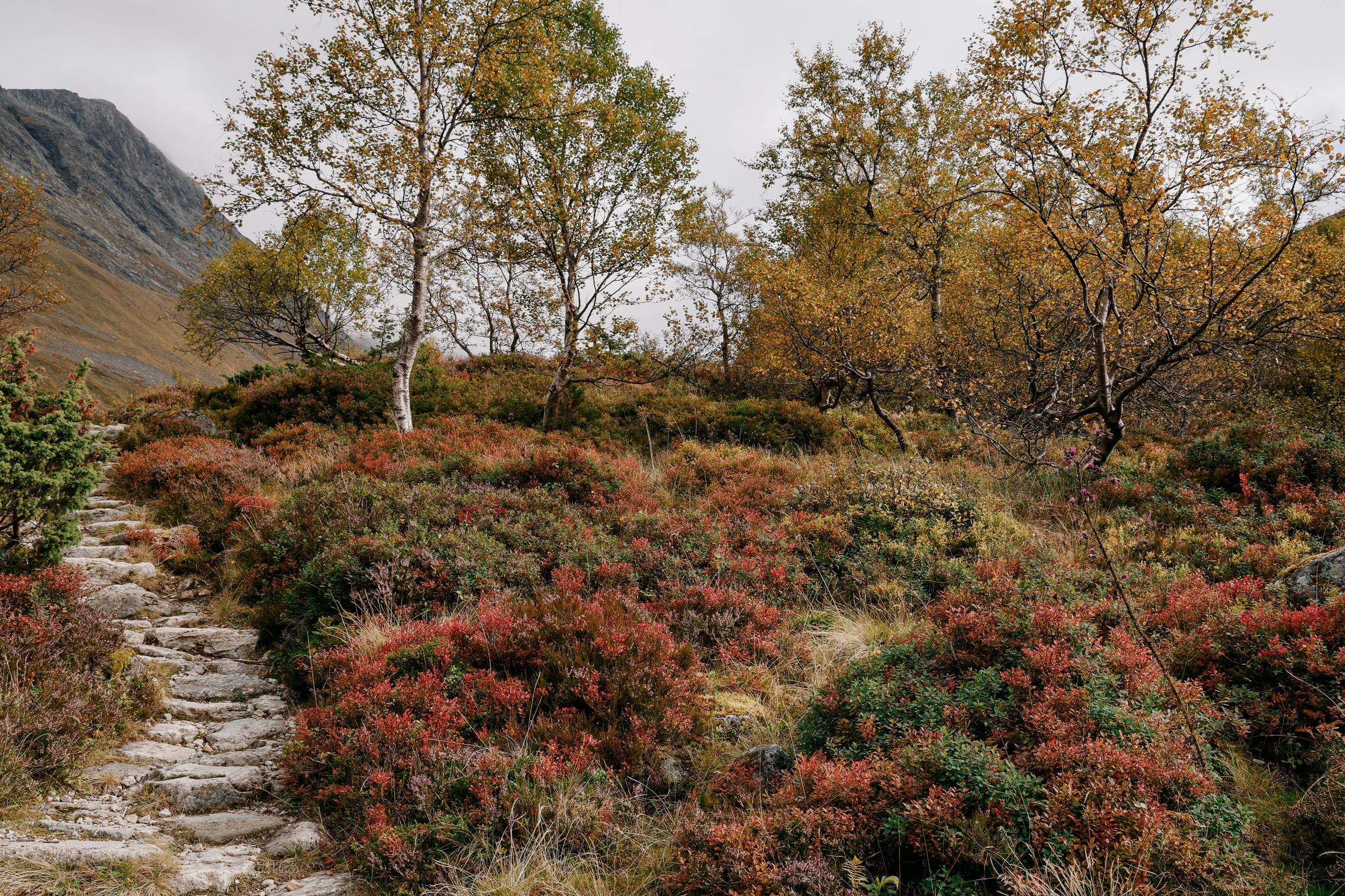 A stone-laid path climbing past yellowing birch and red bilberry scrub