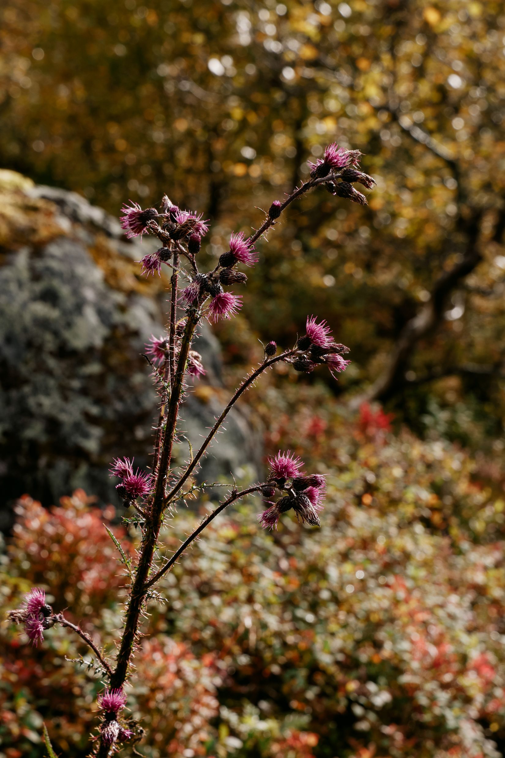 Purple thistle heads on a tall dark stem against a bokeh of autumn birch