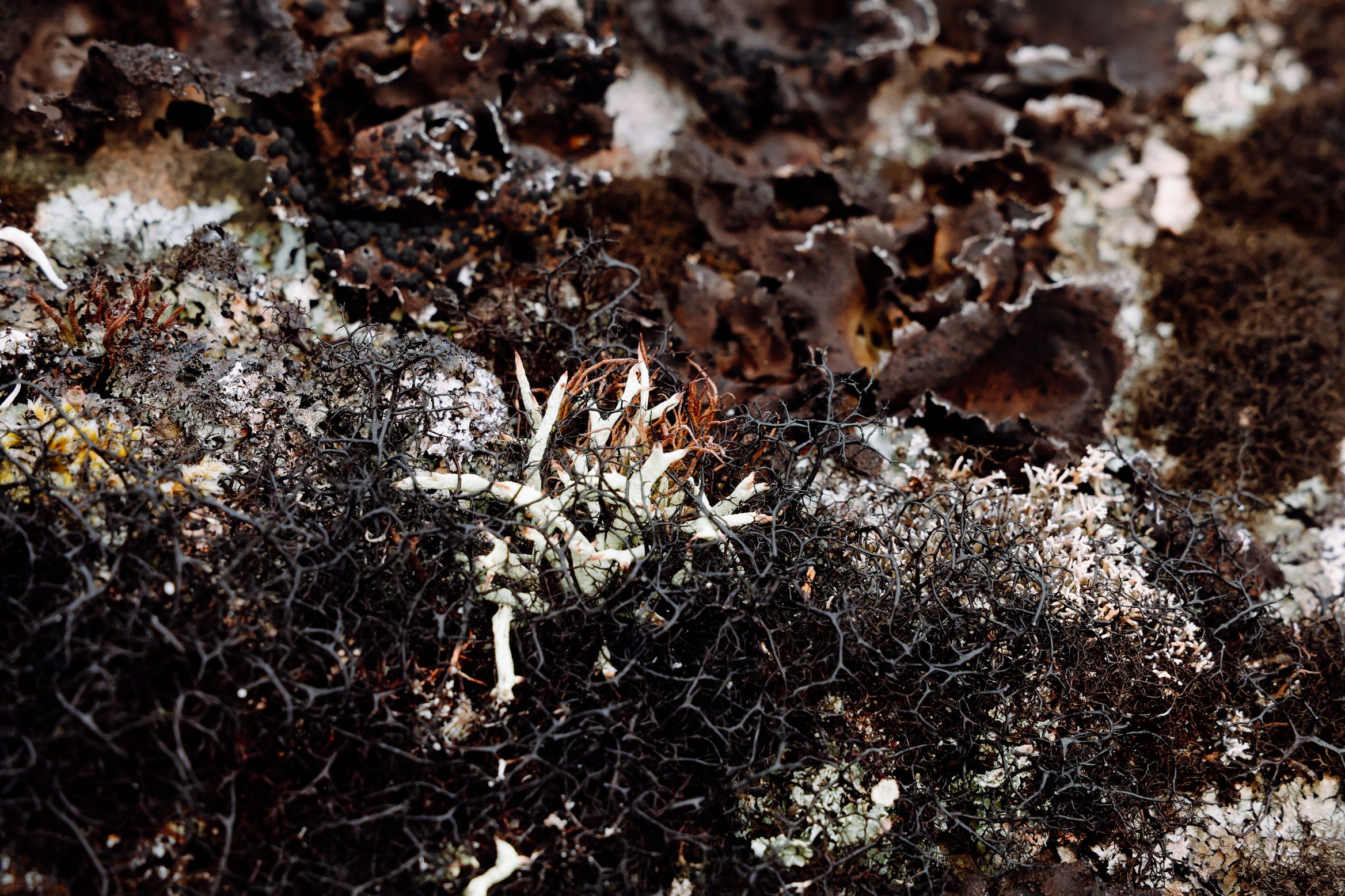 Close on pale antler lichen and dark leafy lichen growing over a rock