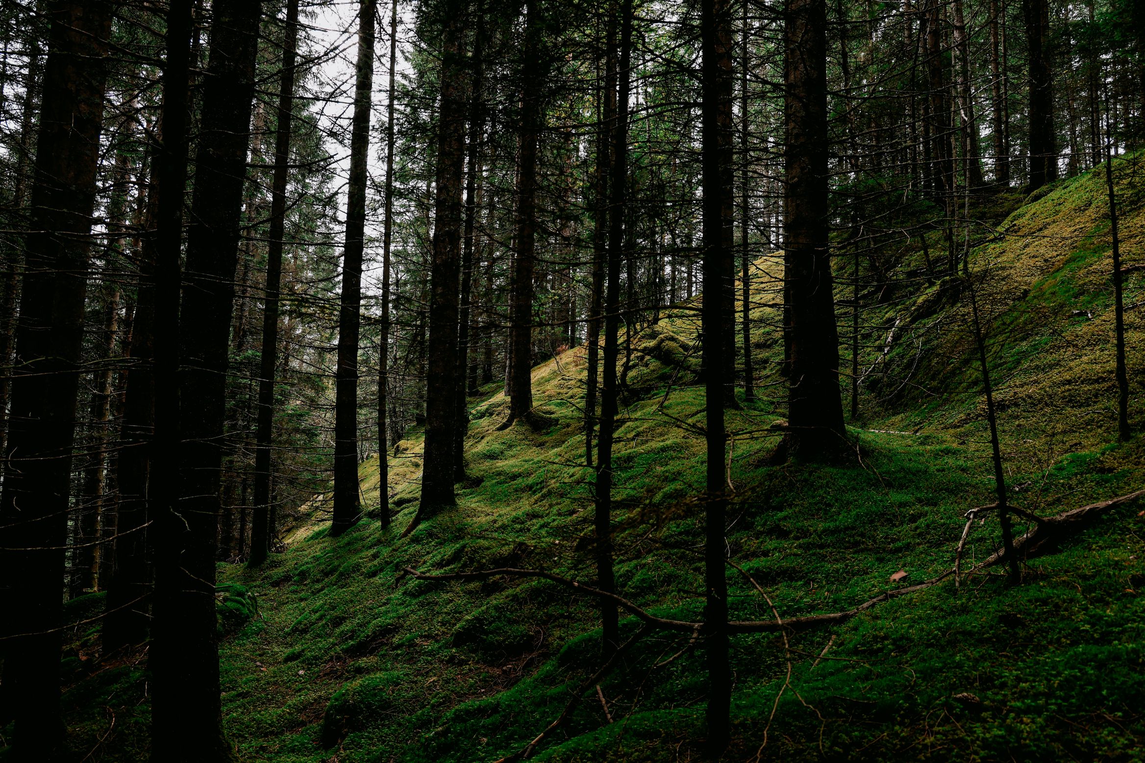 Late light on the mossy floor of a dense spruce plantation