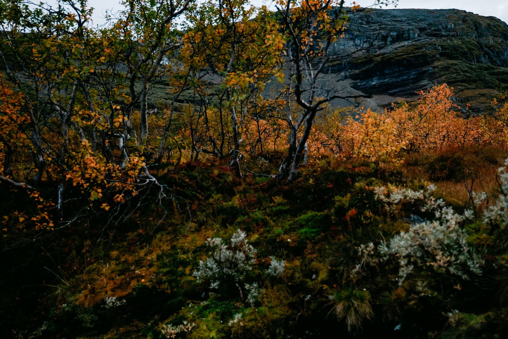 Low sun on birches turning orange below a dark crag