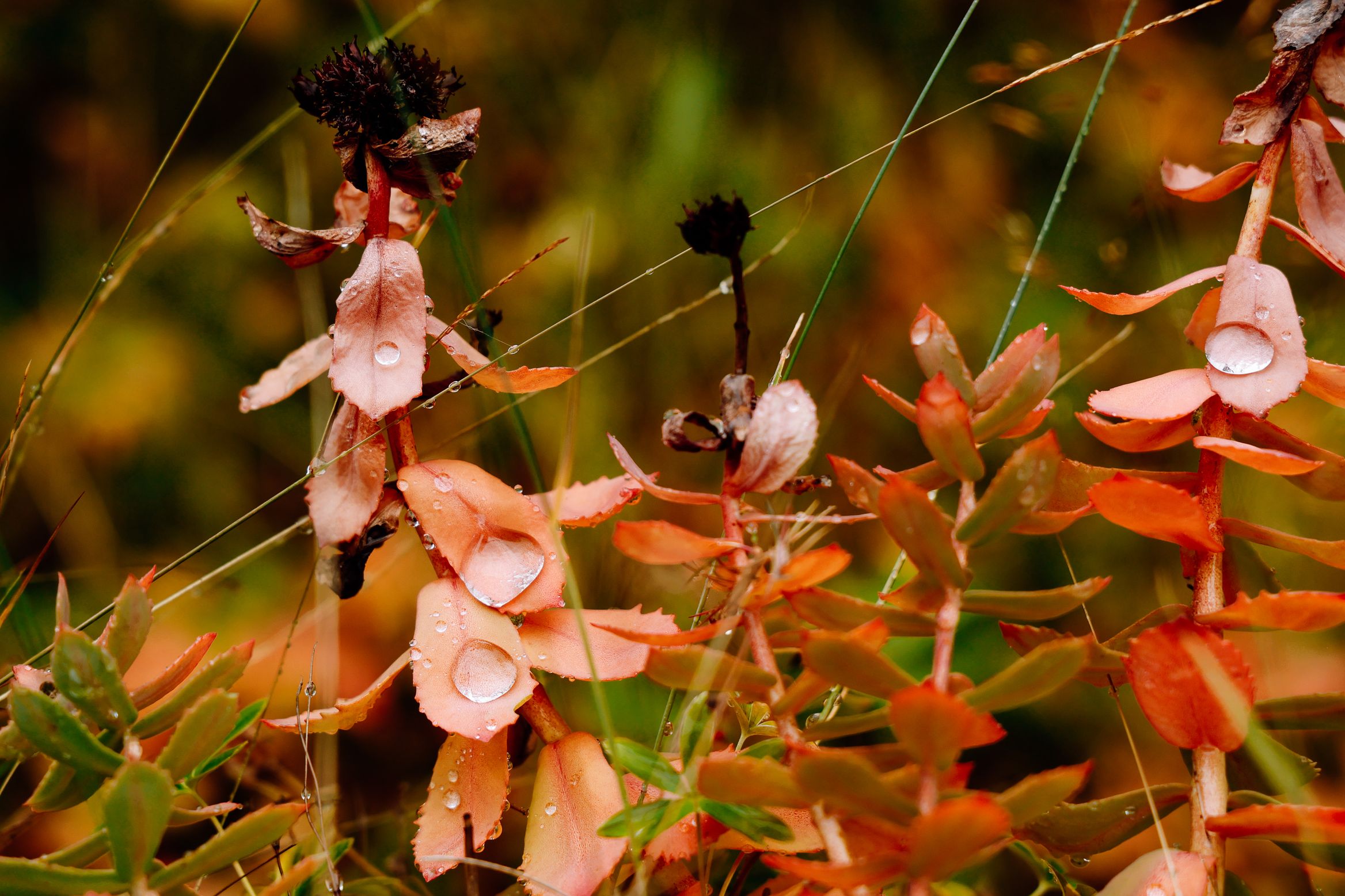 Raindrops held on the orange autumn leaves of roseroot, its spent flower head still standing