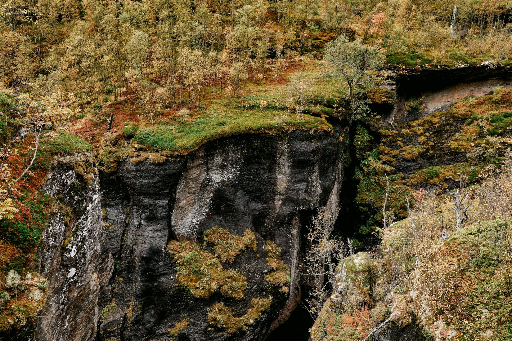 An undercut cliff edge with turf and birch growing right up to the drop