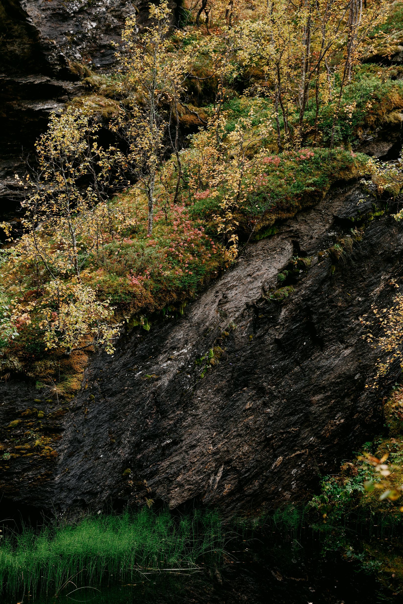 A hump of dark rock rising out of the water, autumn birch crowding the slope above it