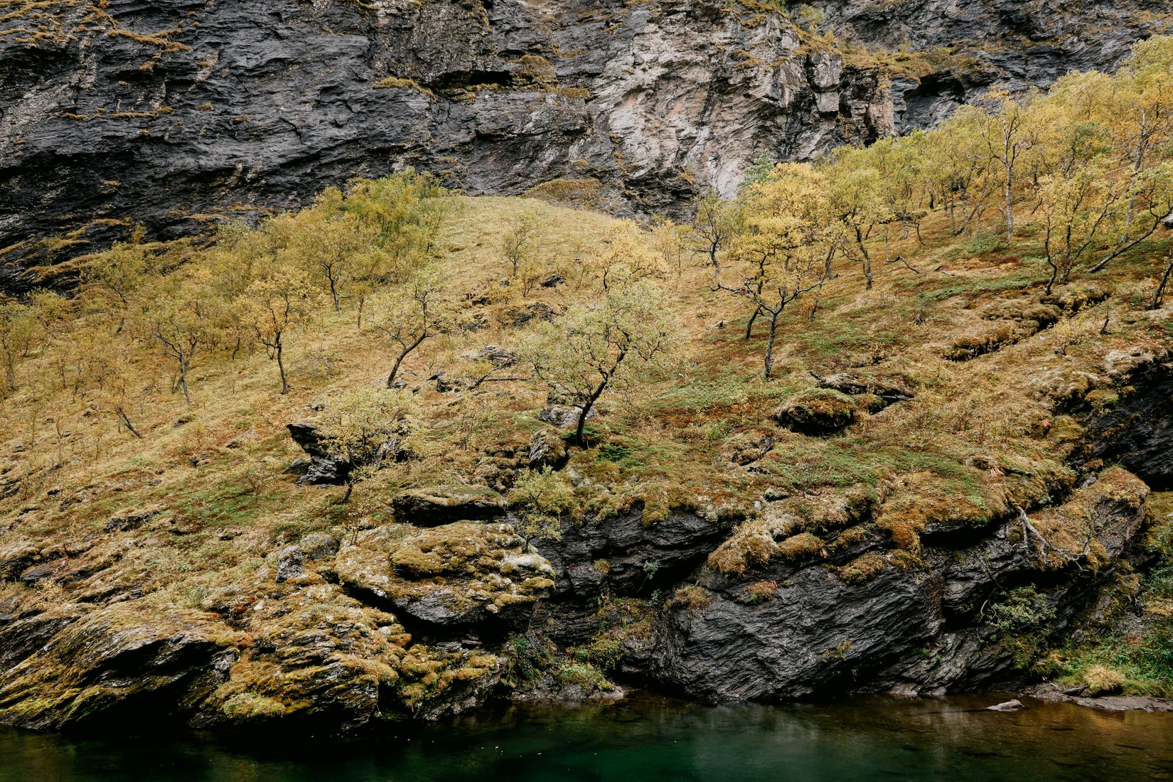 Wind-bent birches on a ledge of rock above clear green water