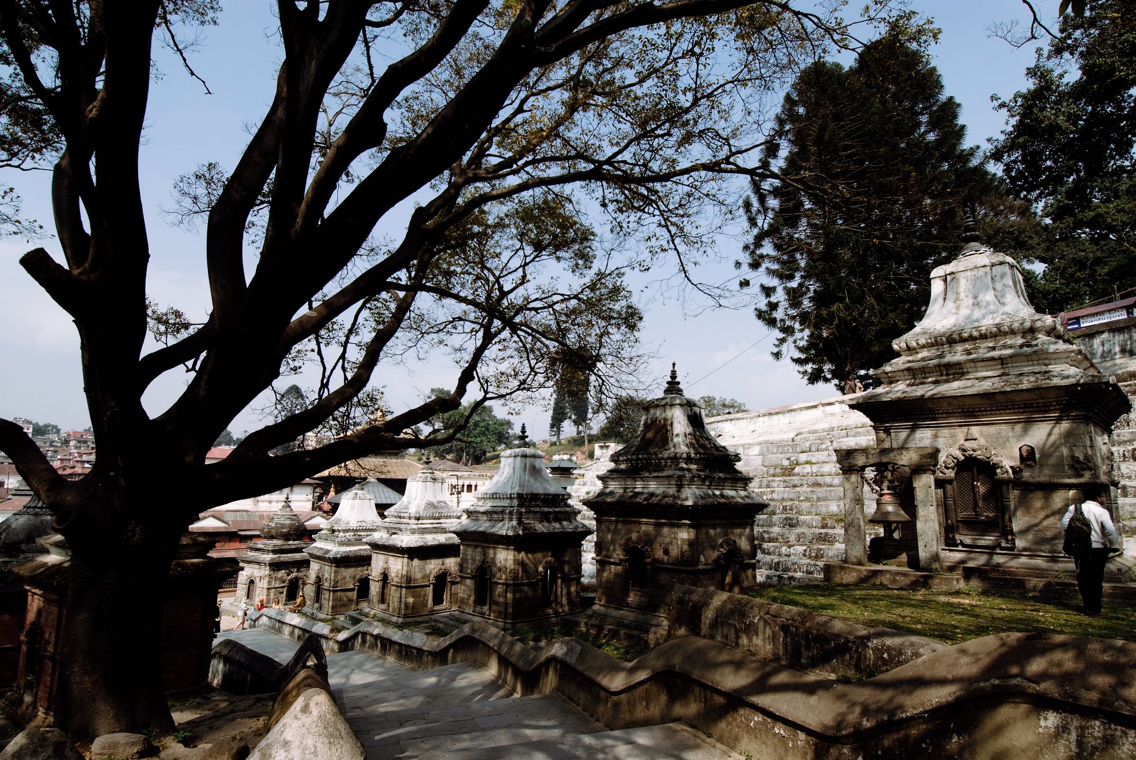 Shrines crowded under a big bare tree, one man in a white shirt walking the path between them