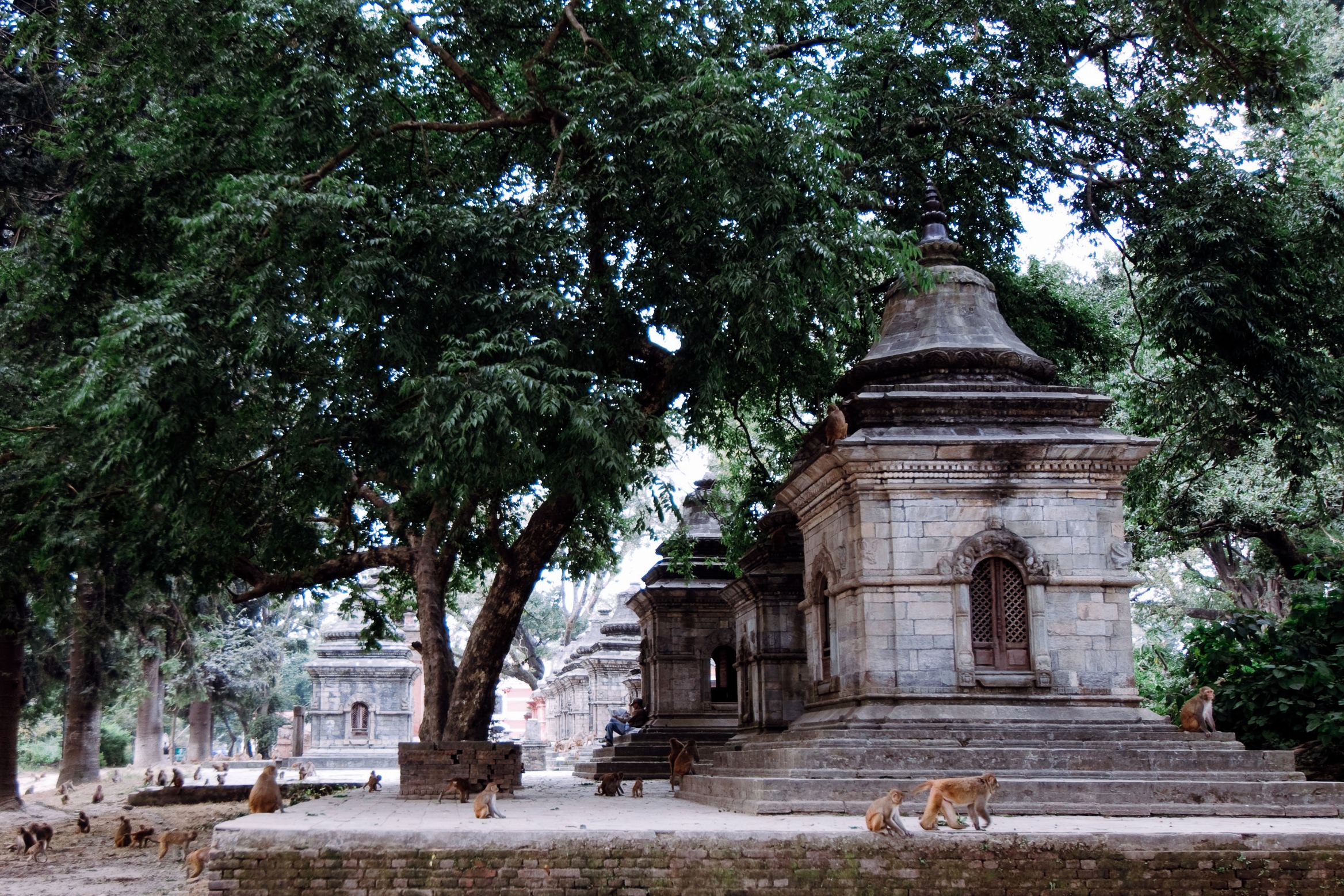Macaques moving across the brick terrace among the shrines in deep tree shade