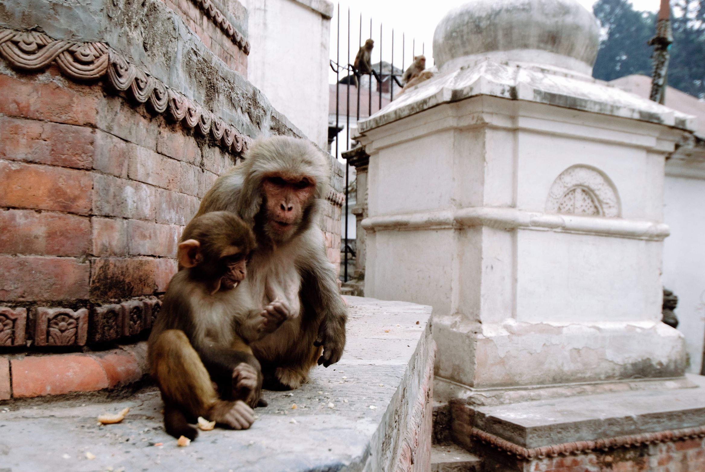 A macaque sitting on a ledge with its infant, a white shrine beside them