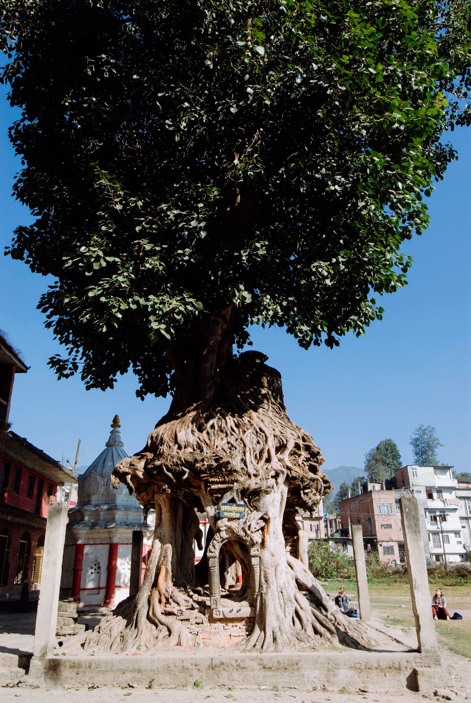 The same tree from further back, the whole canopy above the roots and the shrine below