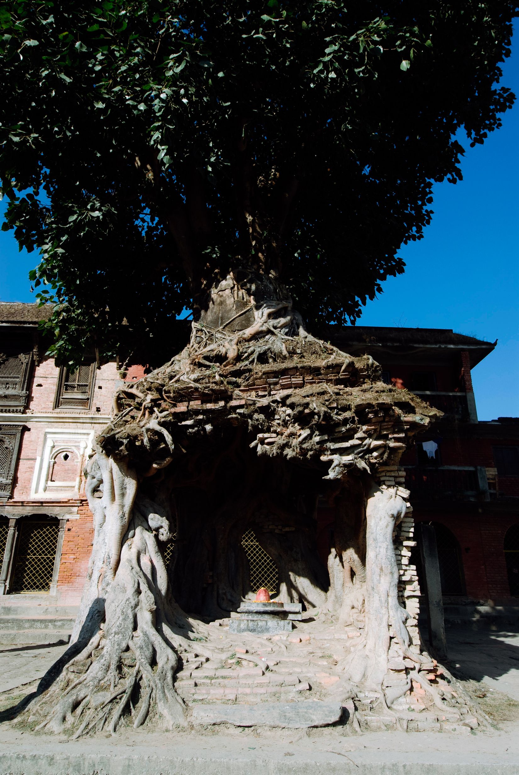 A shrine completely swallowed by the roots of a great tree growing over it