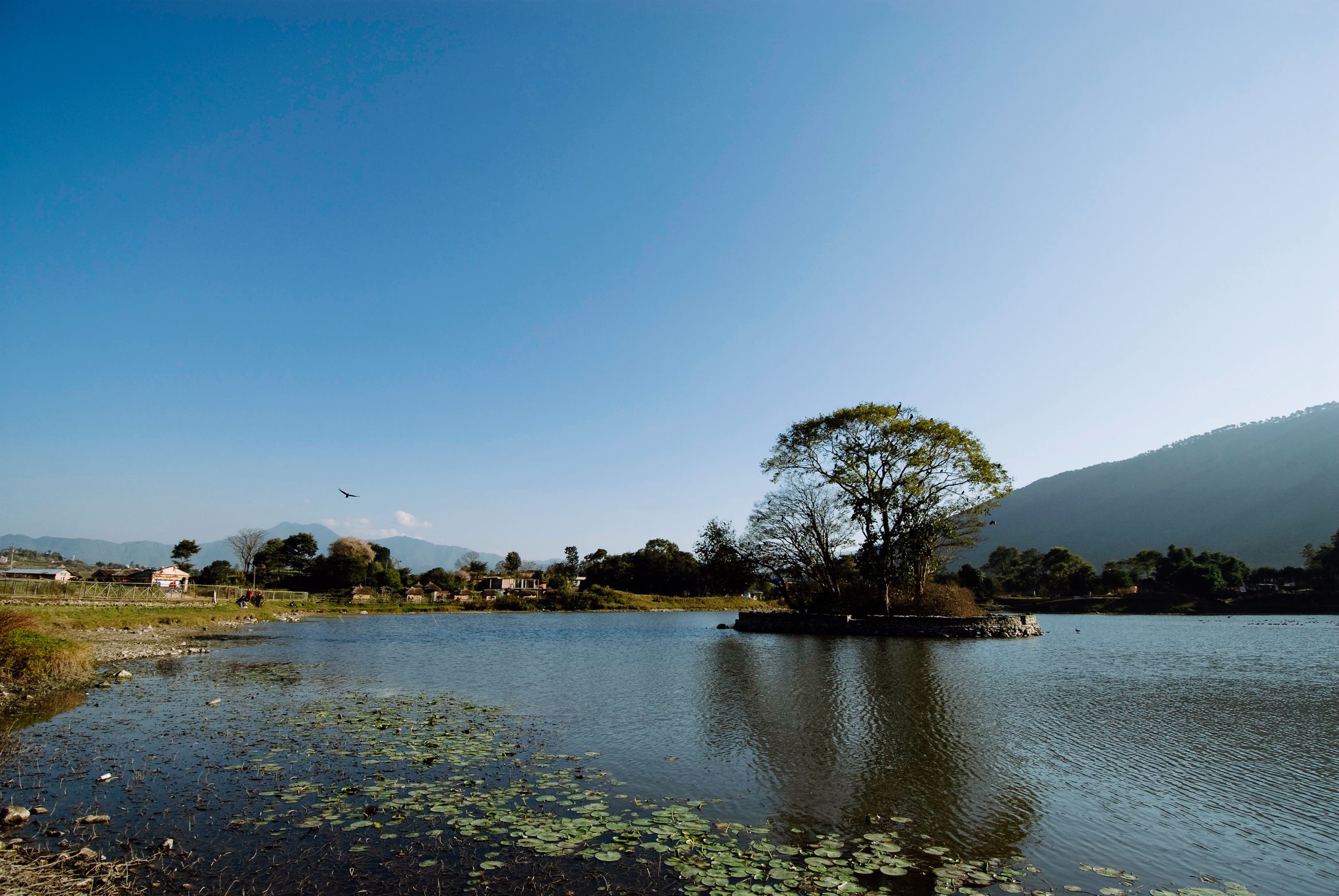 A still lake with a single tree on a spit of land, lilies across the near water