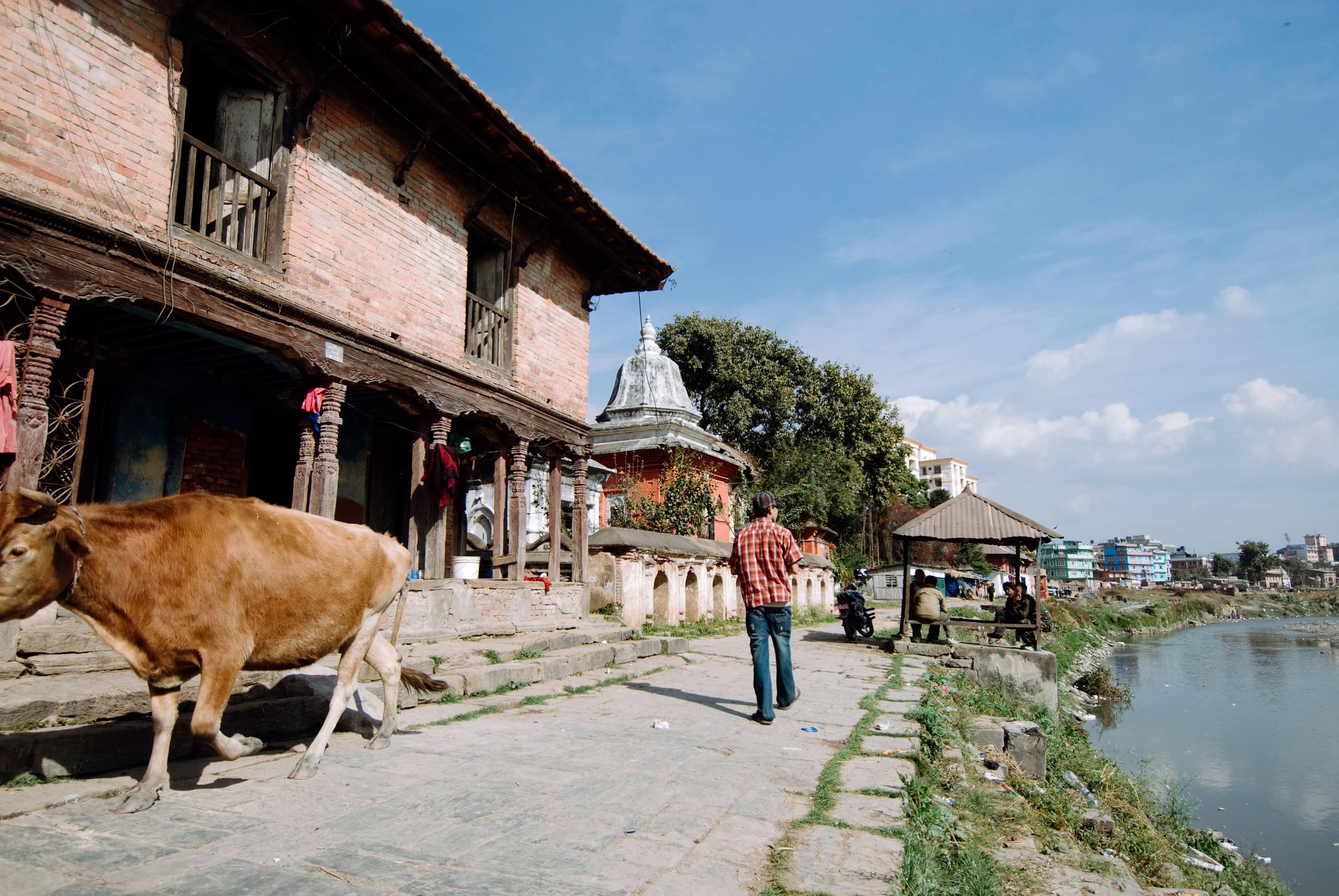 A cow crossing a riverside terrace in front of an old brick house, a man walking on ahead