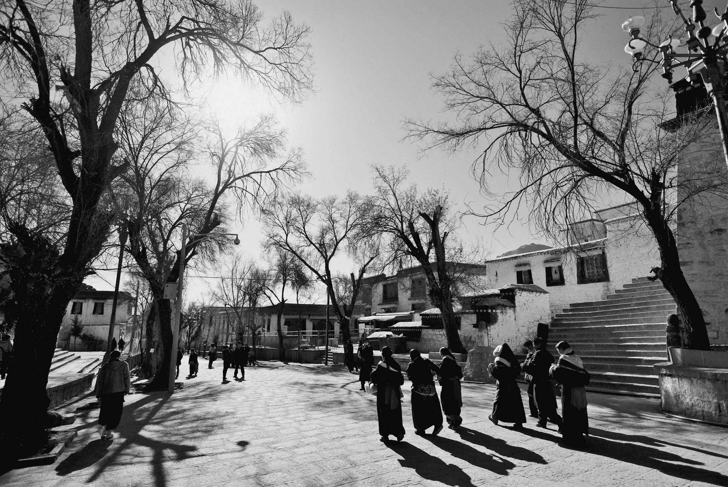 Black and white: a line of pilgrims walking a sunlit path between bare trees, long shadows