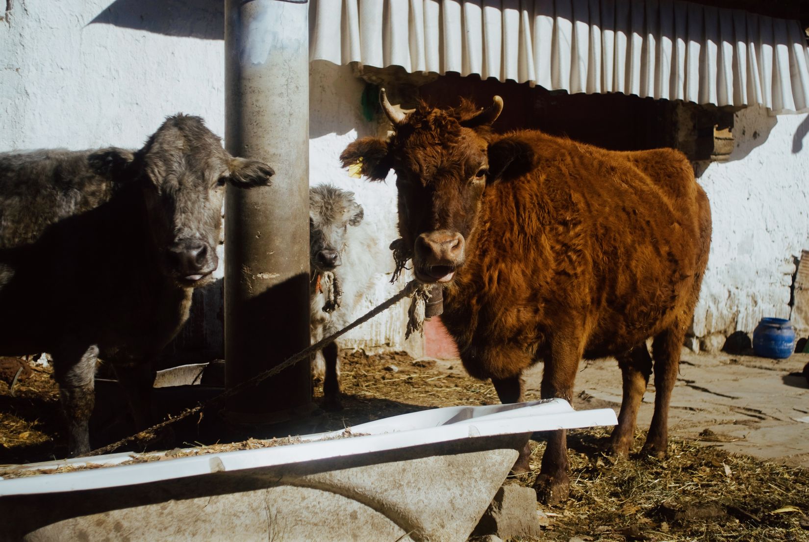 Cattle tied up in a whitewashed yard, one brown and shaggy, looking at the camera