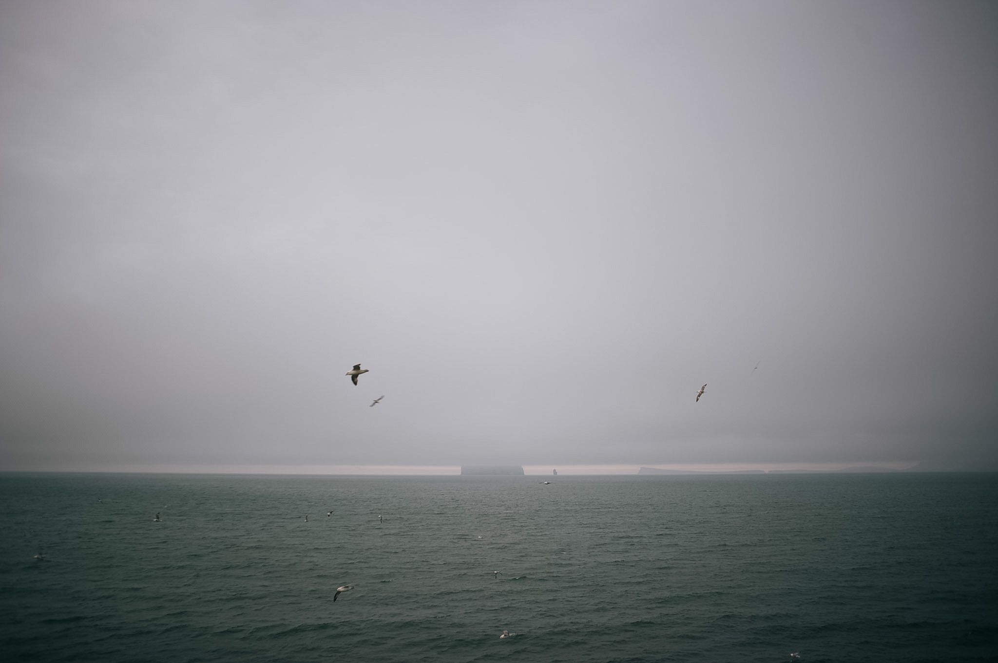 Gulls scattered over open grey water, the far shore reduced to a pale line by the weather
